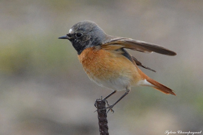 Rouge queue à front blanc Cosprons.JPG